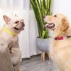 best breakaway dog collar