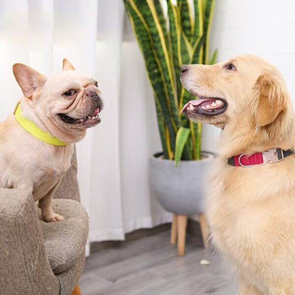best breakaway dog collar