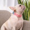 breakaway dog collars dangerous