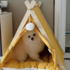 cat tent bed amazon