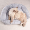 dog bed