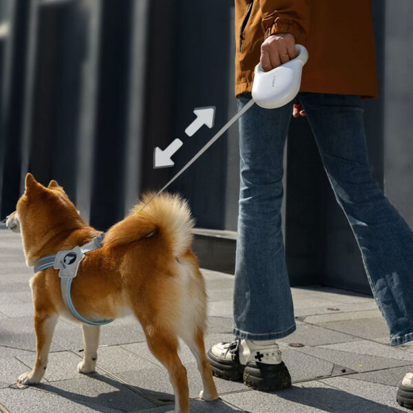 dog leash
