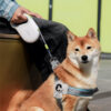 dog leash and collar