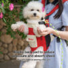 pet backpack carrier