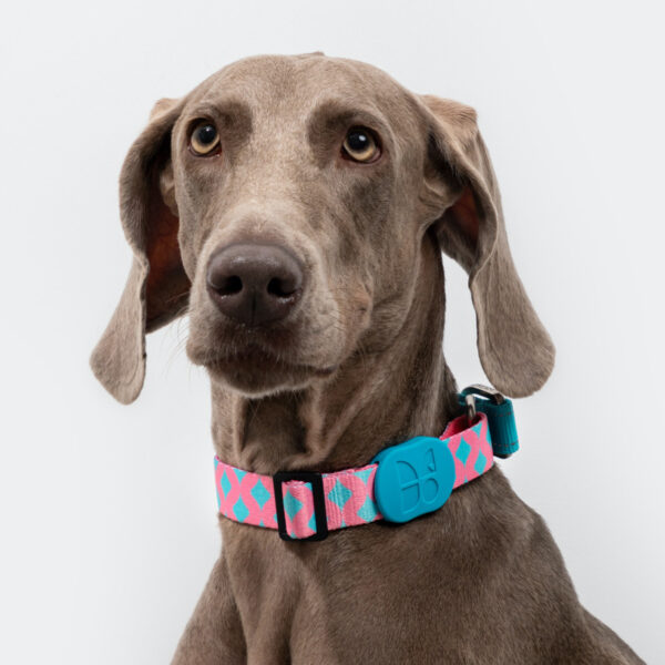 seresto collar